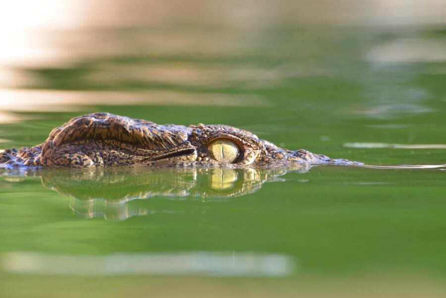 Agadir: Crocoparc Skip-the-Line Entry Ticket - Five botanical gardens in one compact park