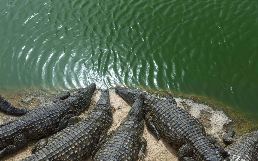 Agadir Crocoparc: Ticket and Transfer - Why Agadir Crocoparc works as an easy half-day outing