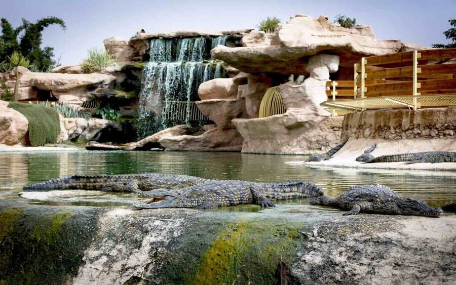 Agadir Crocoparc: Ticket and Transfer - Seeing 300 Nile crocodiles at close range