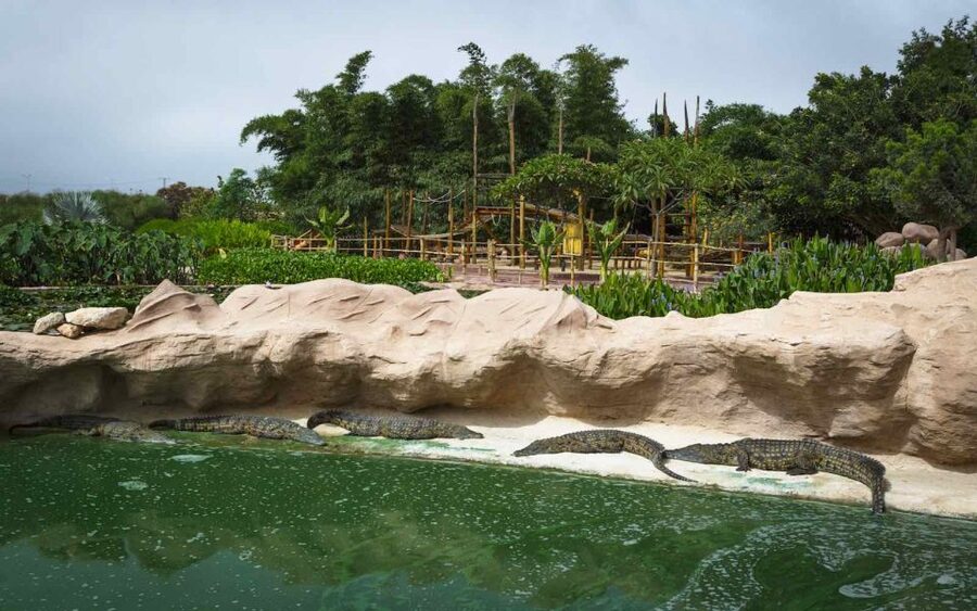 Agadir Crocoparc: Ticket and Transfer - Water lilies, papyrus, and the aquatic garden