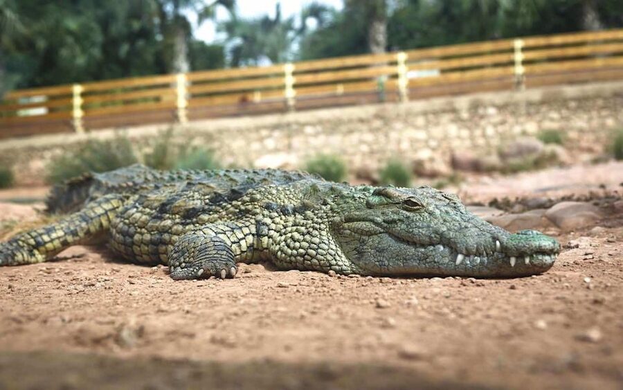 Agadir Crocoparc: Ticket and Transfer - Tropical planting with bamboo and bromeliads