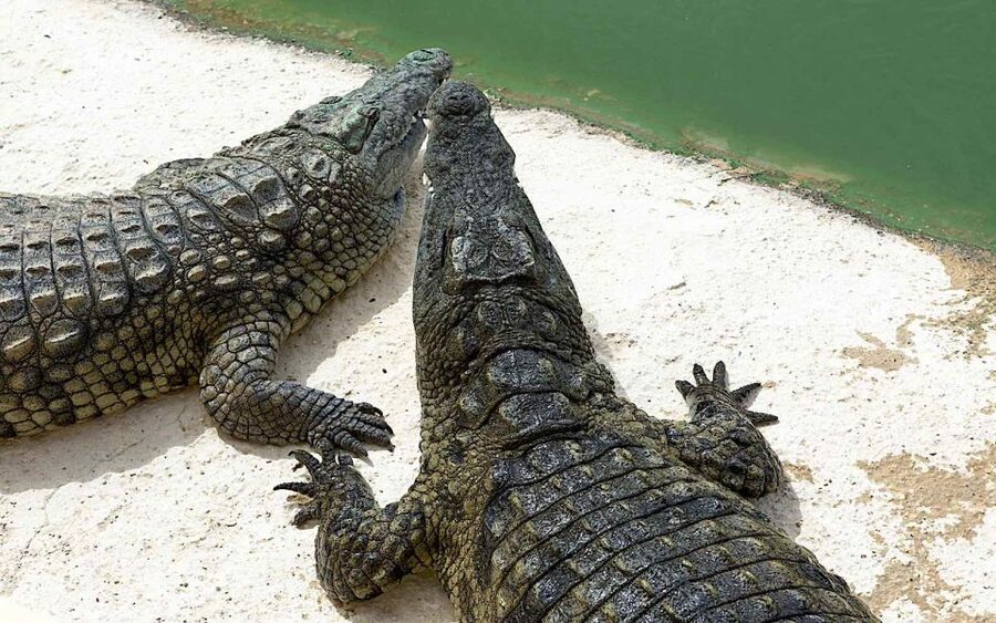 Agadir Crocoparc: Ticket and Transfer - The Hotel Transfer Makes the Visit Simple