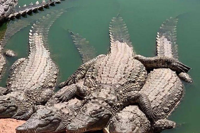 Agadir Crocoparc Transfer & Admission tickets - Seeing the crocodiles at close range