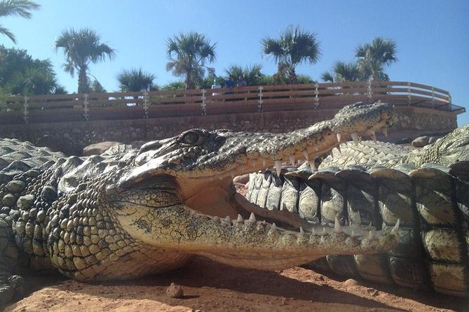 Agadir Crocoparc With Transfer & Admission ticket - Key points to know before you go