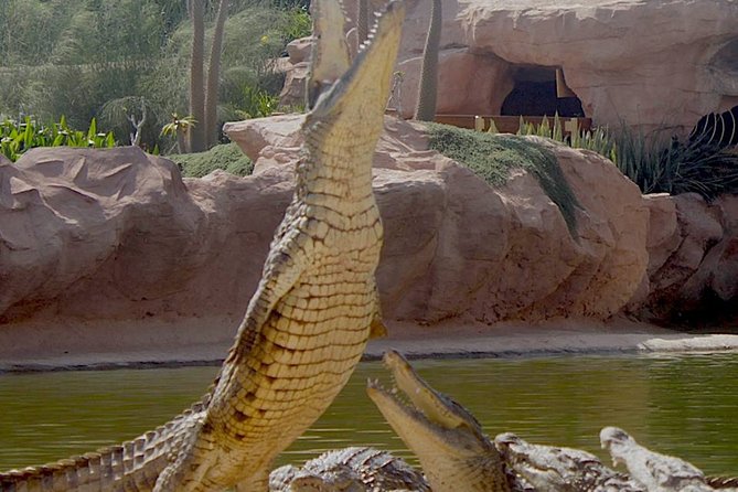 Agadir Crocoparc With Transfer & Admission ticket - Anacondas and the frog house add variety