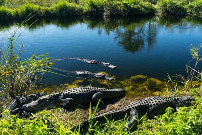 Agadir Crocoparc With Transfer & Admission ticket - What the $36.01 price really covers