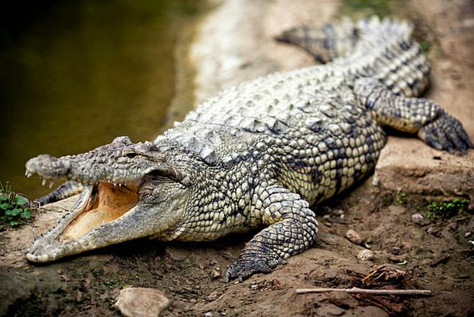 Agadir Crocoparc With Transfer & Admission ticket - Timing, comfort, and the private format