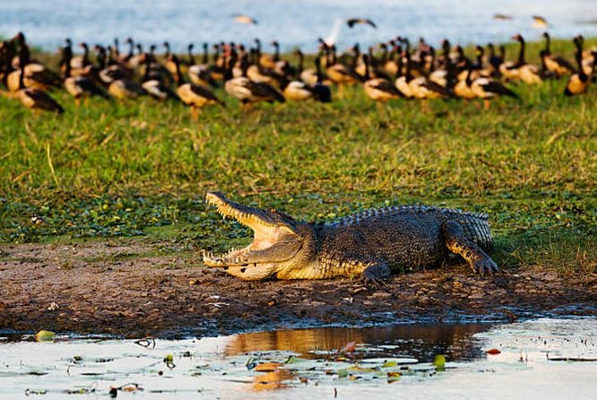 Agadir Crocoparc With Transfer & Admission ticket - Who will get the most from this outing