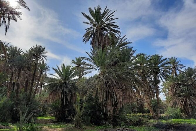 Agadir Day Trip to Taroudant and Tiout Oasis with Lunch - Who should book this day trip?
