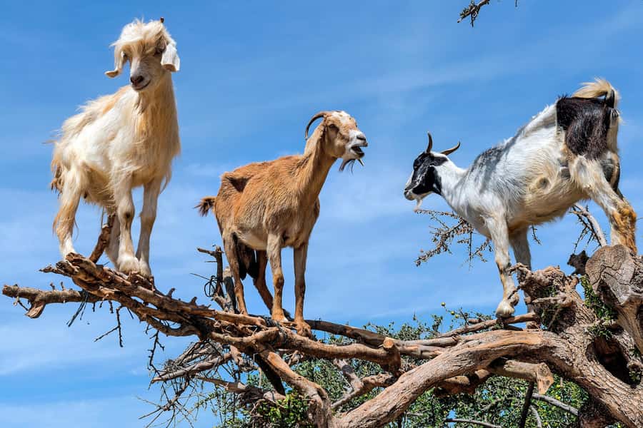 Agadir: Discover Argan Tree-Climbing Goats on a Morning Tour - Watching goats balance in Argan trees