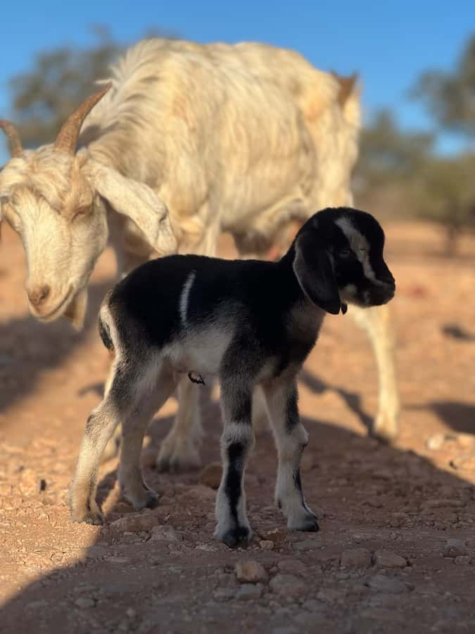 Agadir: Discover Argan Tree-Climbing Goats on a Morning Tour - Guides, photos, and personal service