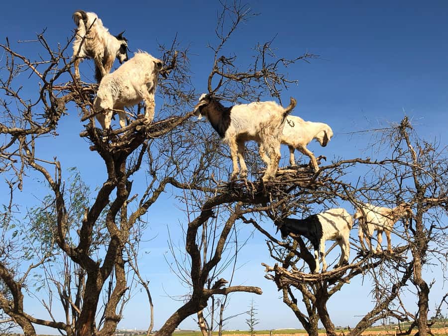 Agadir: Essaouira Guided Day Trip - A break in a Berber village
