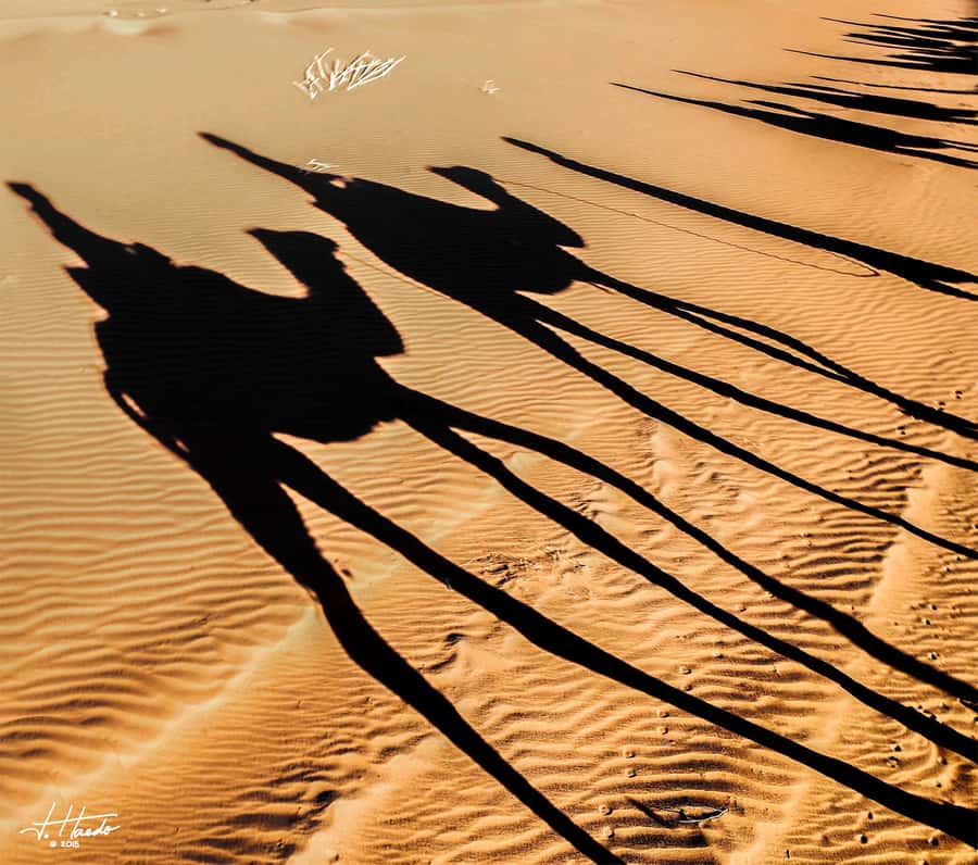 Agadir: Flamingo River Camel Ride with Optional BBQ Dinner - What this Agadir camel ride is really like