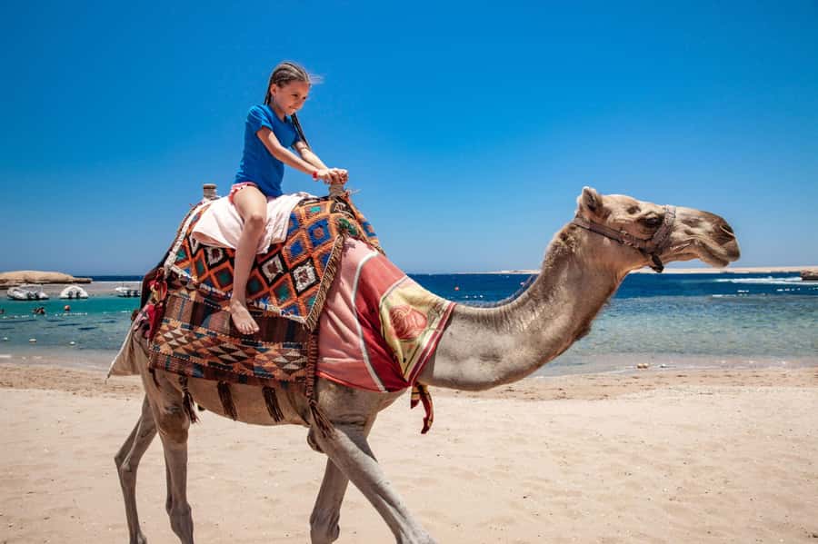 Agadir: Flamingo River Camel Ride with Optional BBQ Dinner - Reaching the Souss River and searching for flamingos