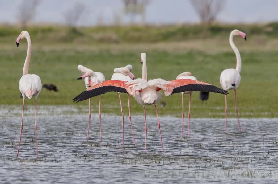 Agadir: Flamingo River Camel Ride with Optional BBQ Dinner - Through Aghroud Bensergao and the eucalyptus forest