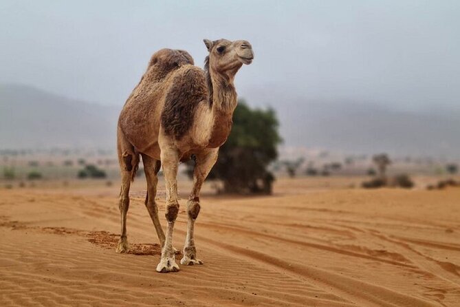 Agadir Jeep Safari Desert Day Trip including Lunch & camel ride - Starting with Moroccan Pottery and Ceramics