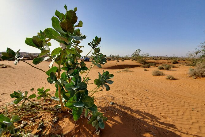 Agadir Jeep Safari Desert Day Trip including Lunch & camel ride - Off-Road Tracks in Massa National Park