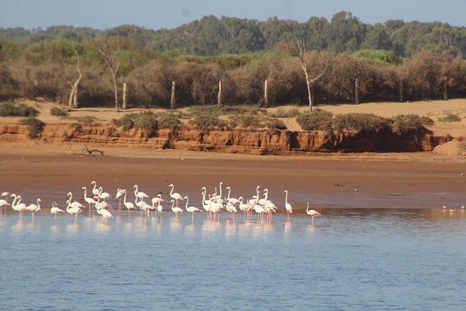 Agadir Jeep Safari Sahara Desert 4x4 Day Tour with Lunch - Starting at the Souss River with flamingos