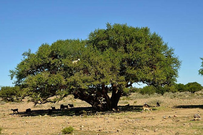 Agadir Morocco 4WD Sahara Tours with Lunch - The Guides Can Make or Break the Day