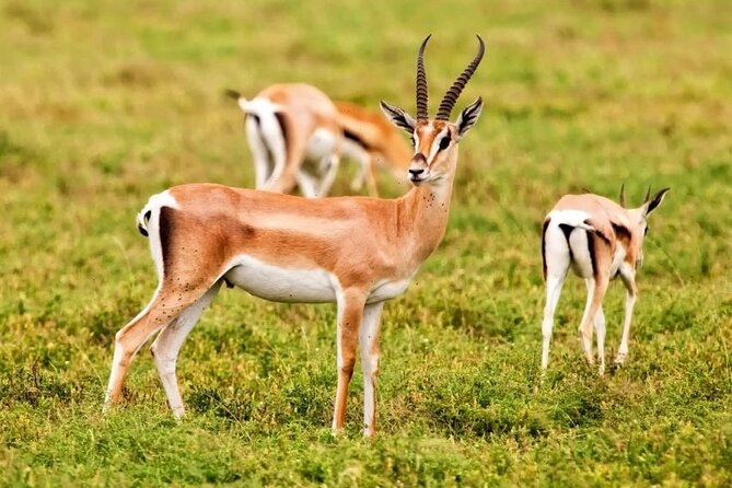 Agadir National Park & 4×4 Jeep Desert Safari Tour with Lunch - Key things to know before booking