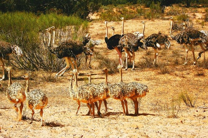 Agadir National Park & 4×4 Jeep Desert Safari Tour with Lunch - Berber villages and everyday life near Massa