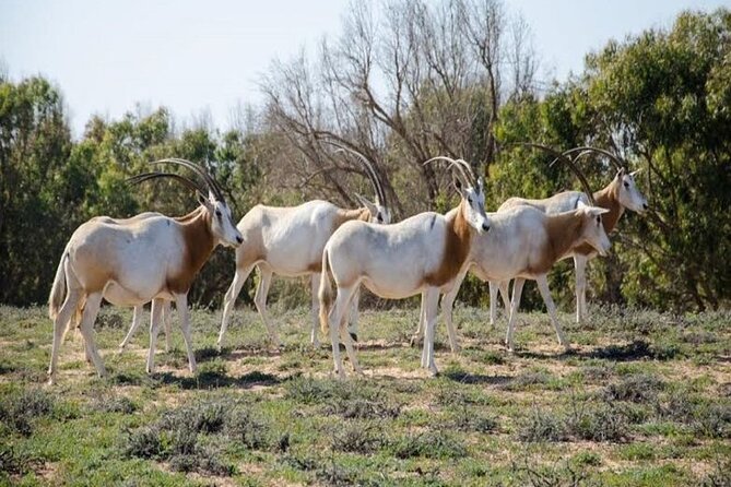 Agadir National Park & 4×4 Jeep Desert Safari Tour with Lunch - Rasmouka, banana oasis, and the small dunes of Massa