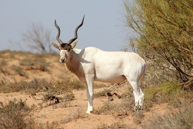Agadir National Park & 4×4 Jeep Desert Safari Tour with Lunch - Yusuf Ibn Tachafin Dam and Anti-Atlas views