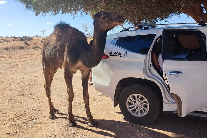 Agadir or taghazout : 4×4 Jeep Sahara Desert Trip with Lunch - The mini Sahara dunes and optional camel ride