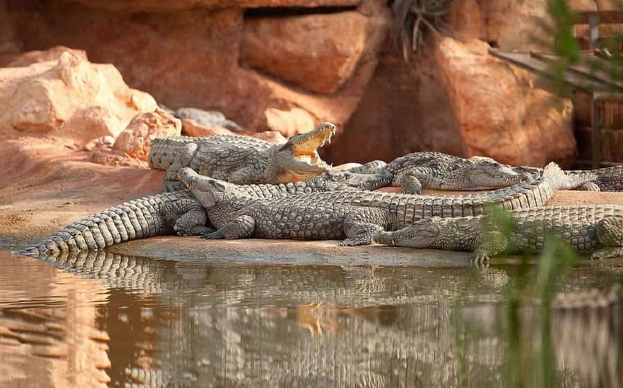 Agadir or Taghazout: Goat on Trees and Crocoparc with Pickup - Key points to know before booking
