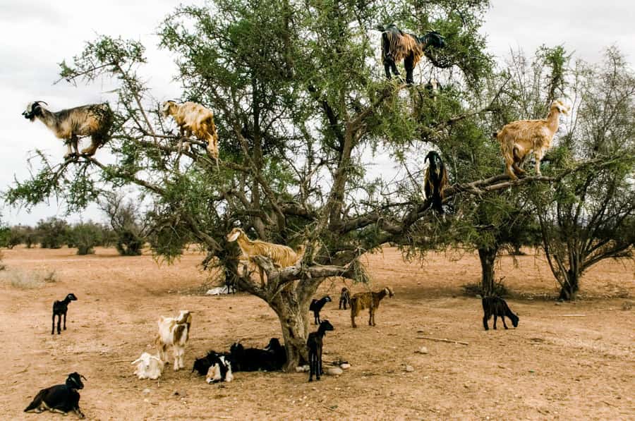 Agadir or Taghazout: Goat on Trees and Crocoparc with Pickup - Seeing goats perched among the argan branches