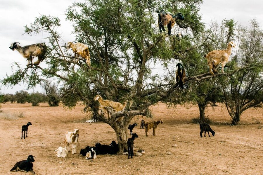 Agadir or Taghazout: Goat on Trees and Crocoparc with Pickup - Tips, photos, and the small-cash question