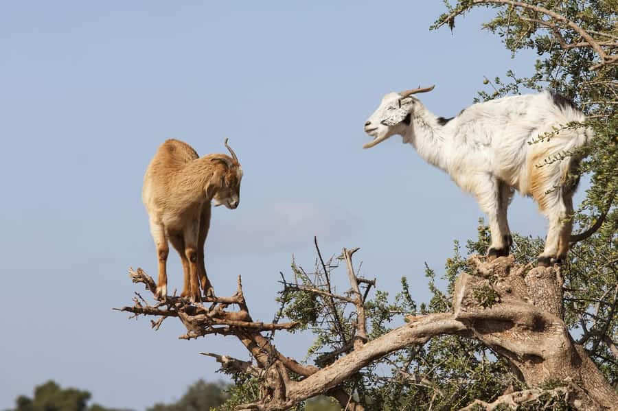 Agadir or Taghazout: Goat on Trees and Crocoparc with Pickup - The morning drive from Taghazout to the goat trees