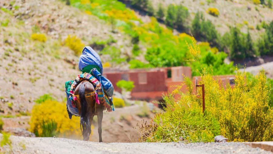 Agadir or Taghazout: Paradise Valley Atlas Mountain Trip - Walking into Paradise Valley