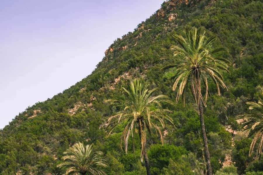 Agadir or Taghazout: Paradise Valley Atlas Mountain Trip - What the $16 price really delivers