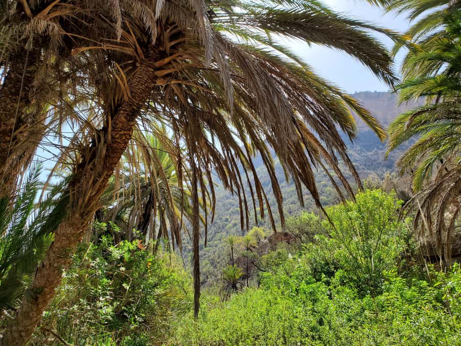 Agadir or Taghazout: Paradise Valley with Lunch & Transfers - Key points to know before you go