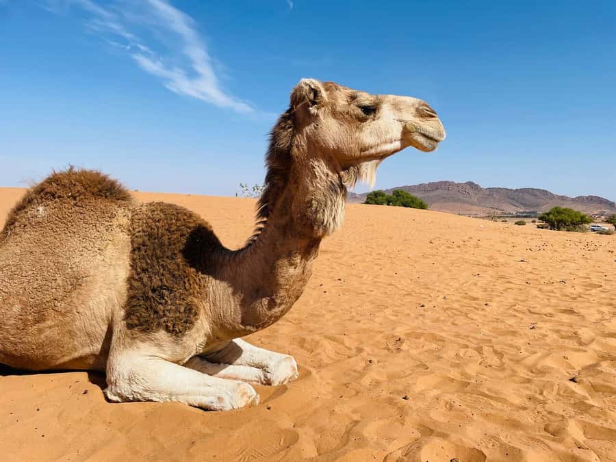 Agadir: Paradise Valley & Desert Sand Dunes with Camel Ride - What to bring and how to prepare