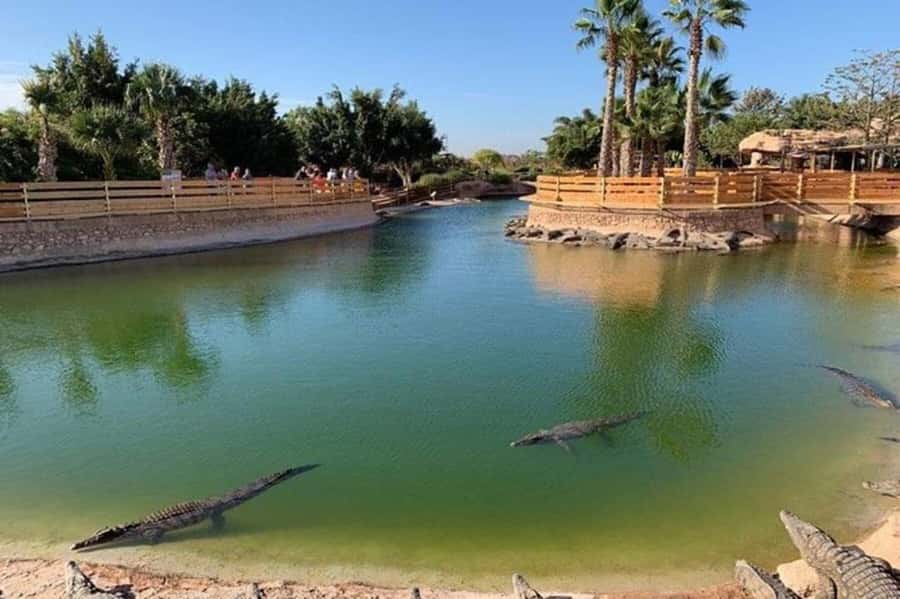 Agadir: Quad Safari with Crocoparc Optional - Families, First-Time Riders, and Experienced Quad Fans