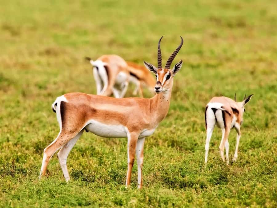 Agadir: Sous Massa National Park Desert Safari Tour & Lunch - Why this day trip works from Agadir