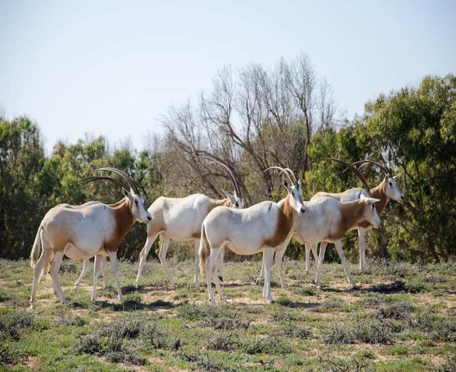 Agadir: Sous Massa National Park Desert Safari Tour & Lunch - Sidi Rbat beach and the Atlantic edge