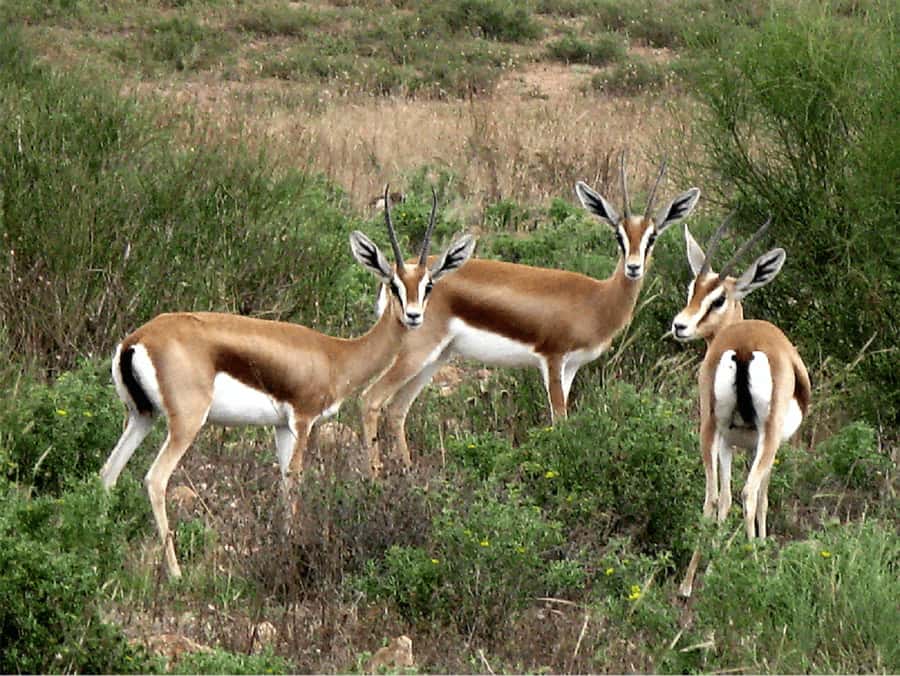 Agadir: Sous Massa National Park Desert Safari Tour & Lunch - The Fisherman’s Cave and Souss River