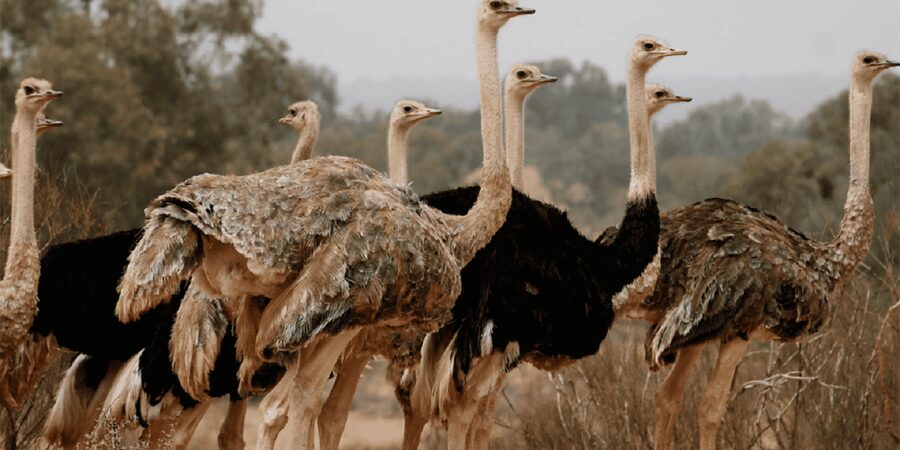 Agadir: Sous Massa National Park Desert Safari Tour & Lunch - Berber villages and daily life around Massa