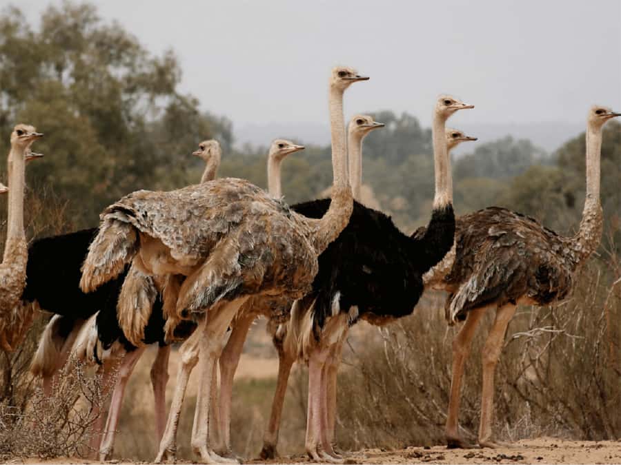 Agadir: Sous Massa National Park Desert Safari Tour & Lunch - A Berber lunch with tajine and mint tea