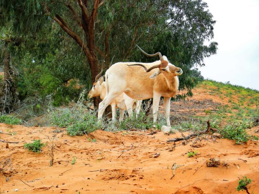 Agadir: Sous Massa National Park Desert Safari Tour & Lunch - Yusuf Ibn Tachafin Dam and Anti-Atlas views