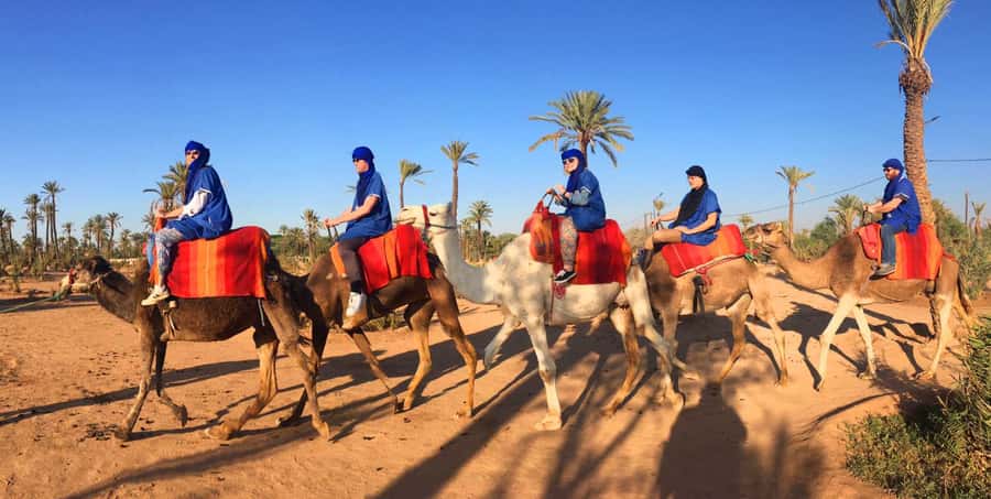 Agadir/Taghazout: Camel Ride with Tea Drink and Transfers - What this Agadir camel ride is really like