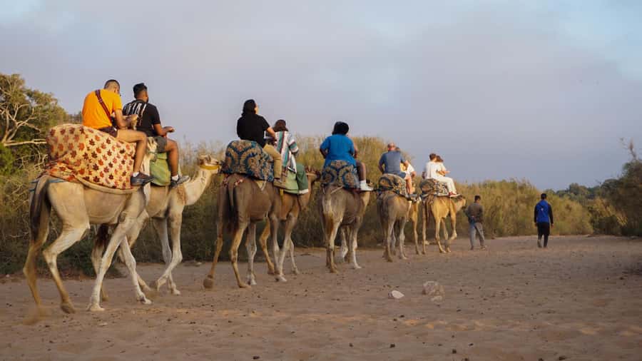 Agadir/Taghazout: Camel Ride with Tea Drink and Transfers - The water stop and distant flamingos