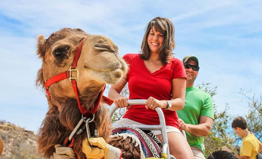 Agadir/Taghazout: Camel Rides with Tea Drink and Transfers - Key points to know before you ride