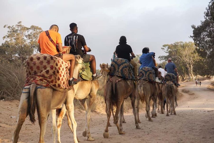 Agadir/Taghazout: Camel Rides with Tea Drink and Transfers - What the Agadir camel ride is really like