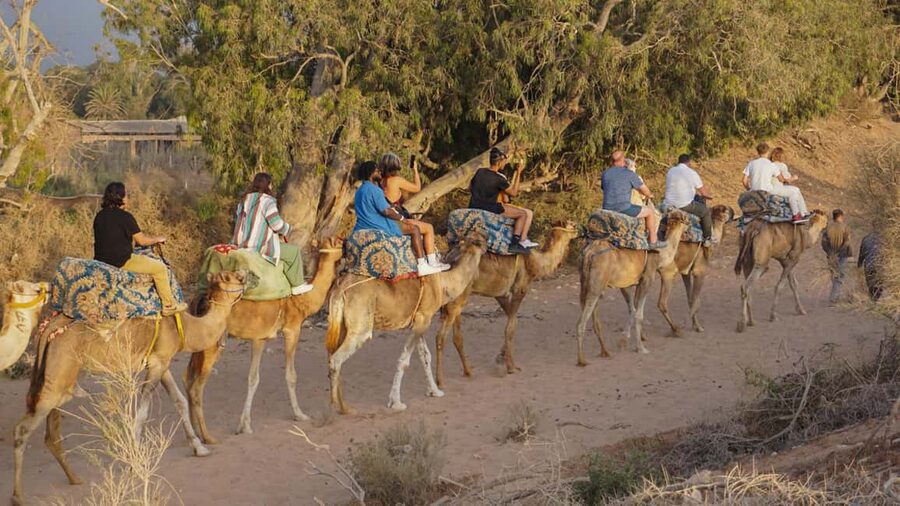 Agadir/Taghazout: Camel Rides with Tea Drink and Transfers - Flamingos, coastal views, and realistic expectations