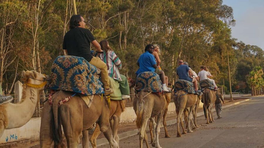 Agadir/Taghazout: Camel Rides with Tea Drink and Transfers - Hotel pickup from Agadir or Taghazout