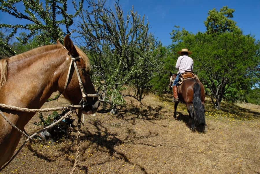 Agadir/Taghazout: Horse Rides Experience With Transfers - Leaving Agadir with hotel pickup